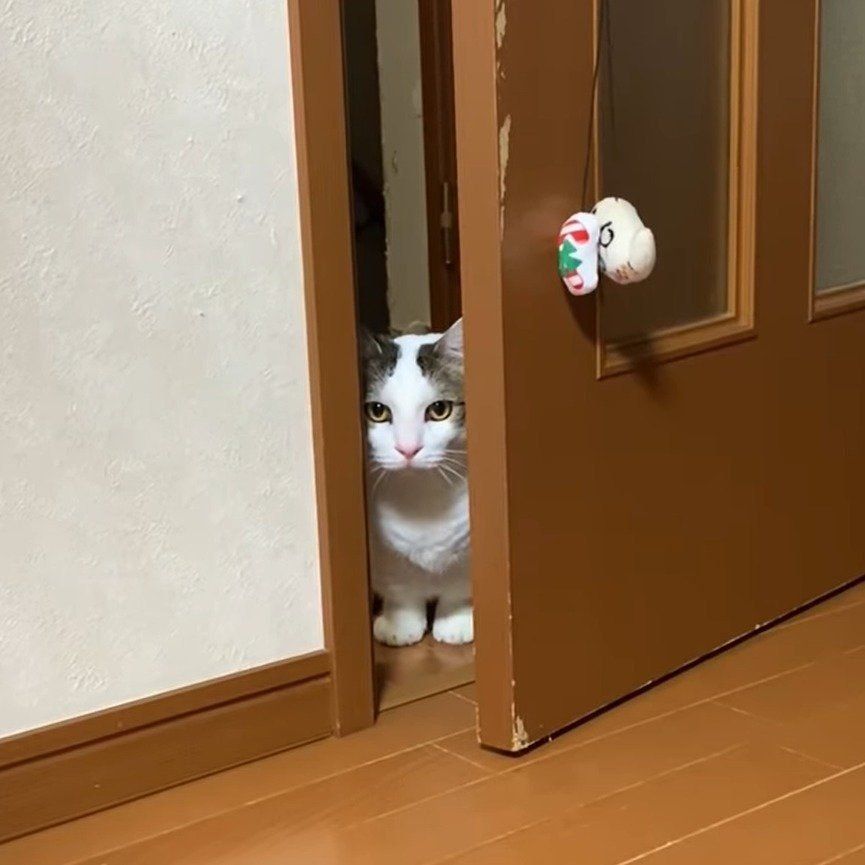 絶妙な表情の豆大福ちゃん