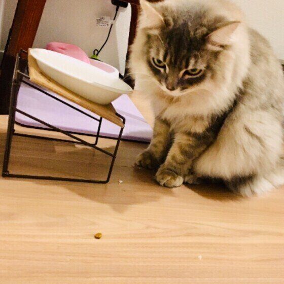 ゴハンを食べるサイベリアン