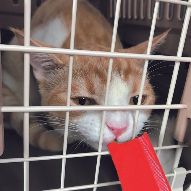 画像／ねこのきもち2019年11月号『愛猫をノーストレスで診てもらう方法』