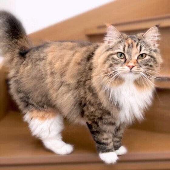 サイベリアンのうにもちゃん♪