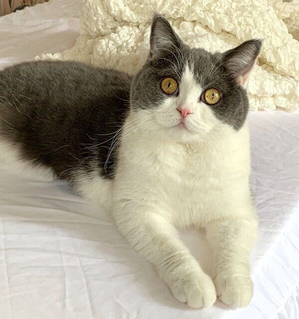 くつろぐおもちちゃん