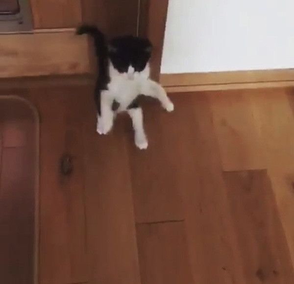 バンザイをする猫