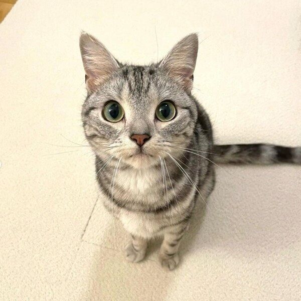 長男のアロハくん