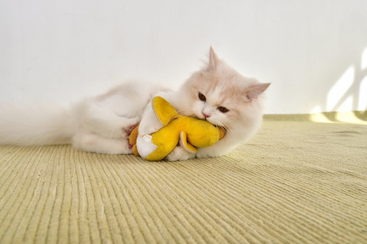 画像／2018年1月号「猫と犬とことんくらべてみました」