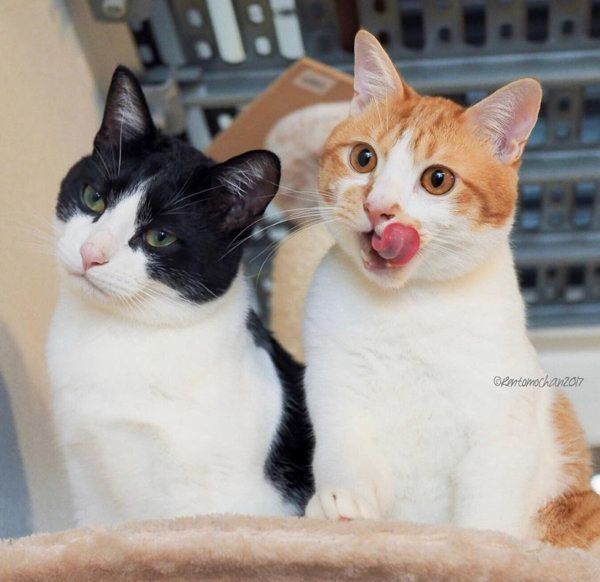 元保護猫だったレオンくんと武蔵くん