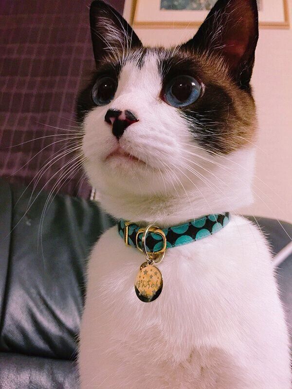 何かを待つぽんちゃん