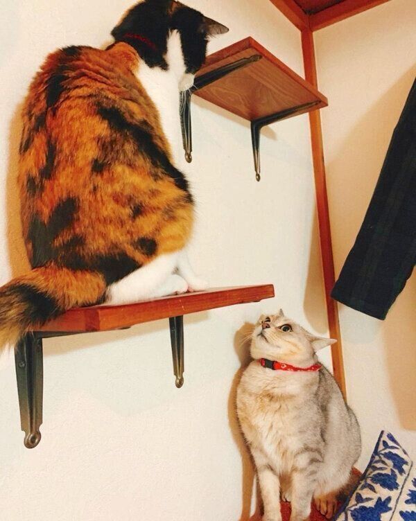 キャットステップをDIY