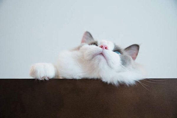 「ねこのきもち」2017年9月号