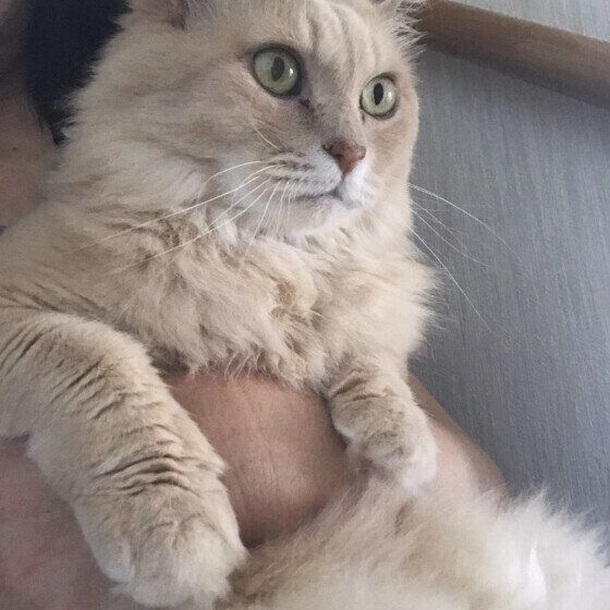 MIXのジンジャーくん