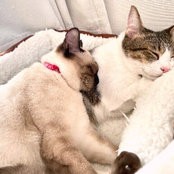 くっついて眠る猫