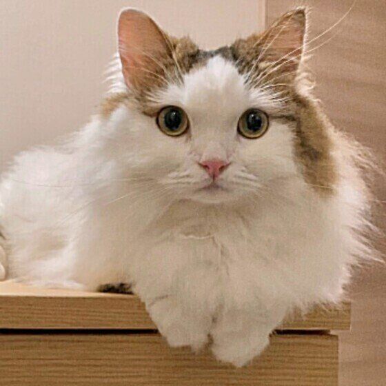 ミヌエットのシャルルくん