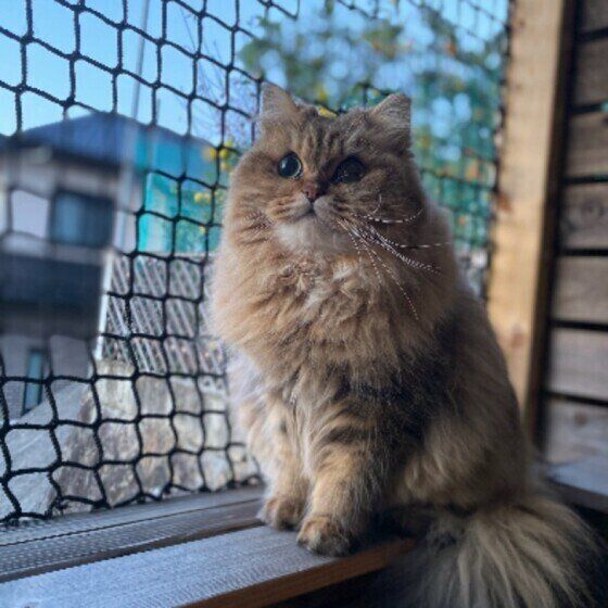 パトロール中のサイベリアン