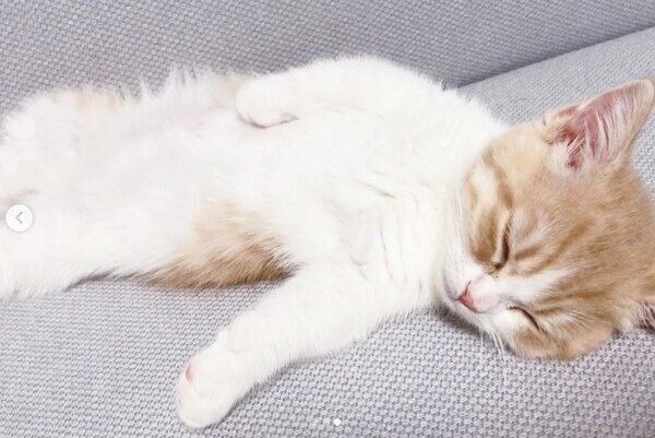 ぐっすりと眠るミルくん