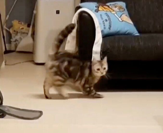 走ってきたイブちゃん