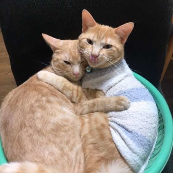 くっつく茶トラ