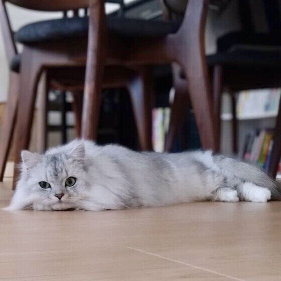 ルナ  最近暑いよね