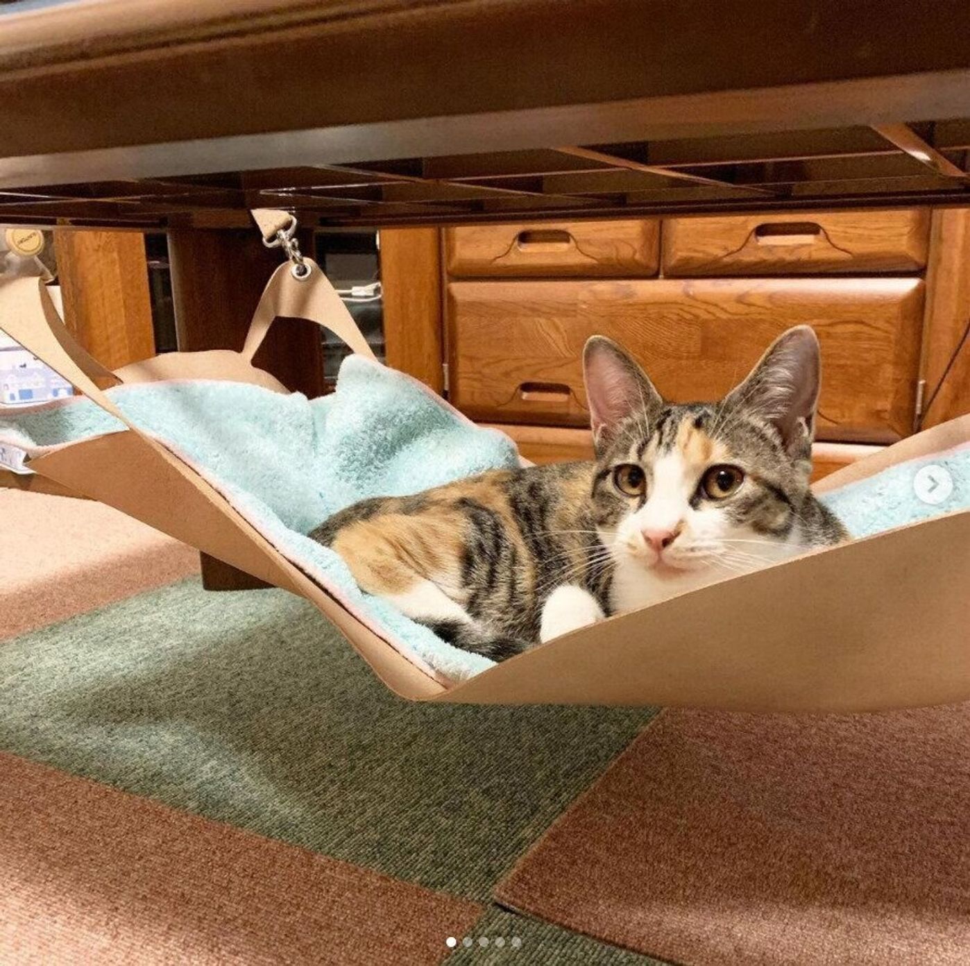 家中ぶら下げ放題 猫用のハンモックを手作りしよう ねこのきもちweb Magazine 家中ぶら下げ放題 猫用のハンモックを手作りしよう ねこのきもちweb Magazine