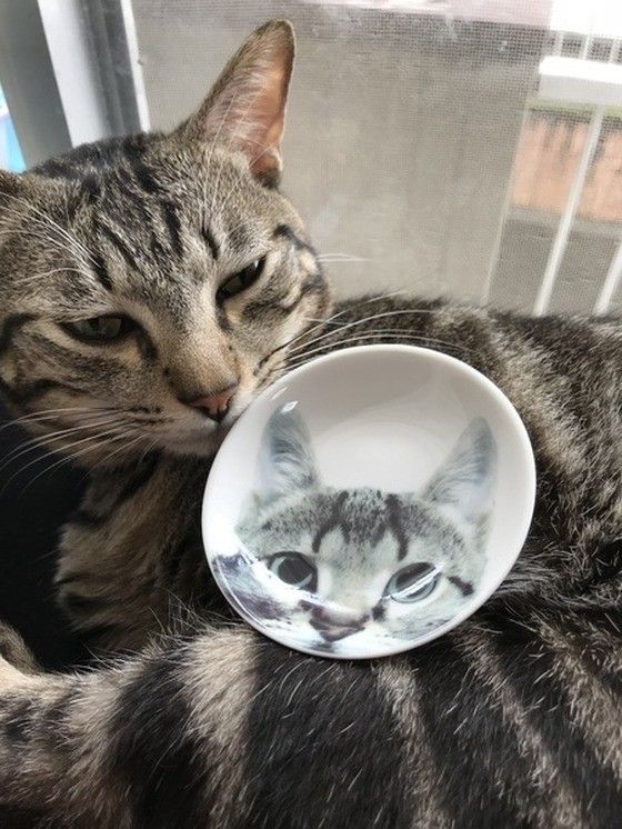 MIX黒×白猫と猫柄の豆皿