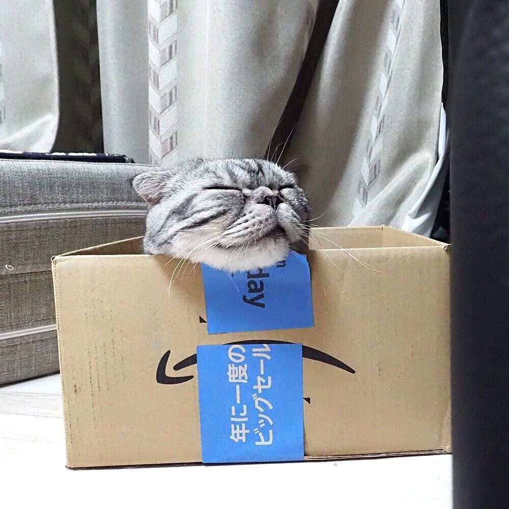 秋の箱猫コレクション。箱入り猫ししまるたちの癒し風景【連載