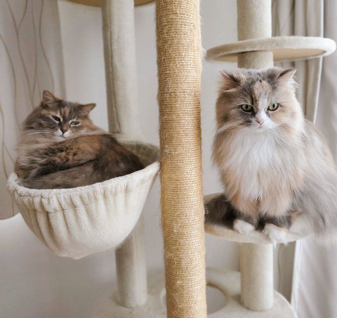 キャットタワーの上の2匹のサイベリアン