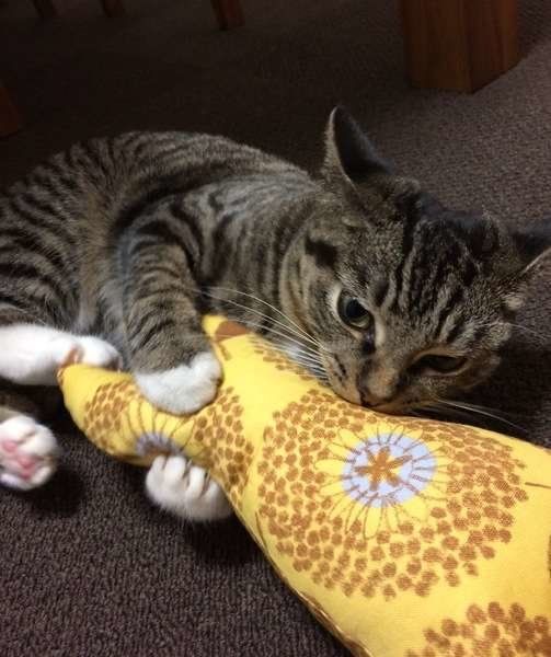 またたびキッカーで遊ぶキジトラ