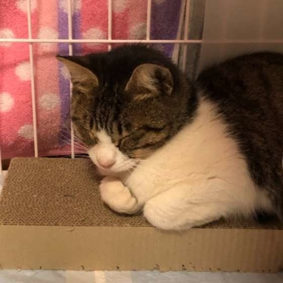 爪とぎの上にいるヒメちゃん