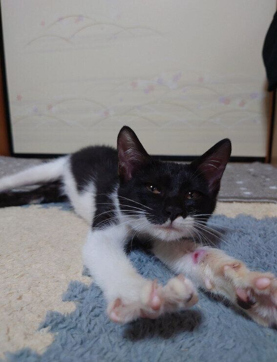 生後推定2～3カ月の猫
