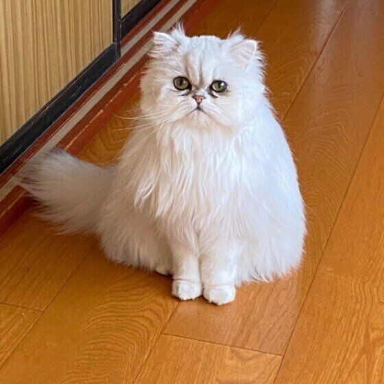 ペルシャのあいちゃん♪