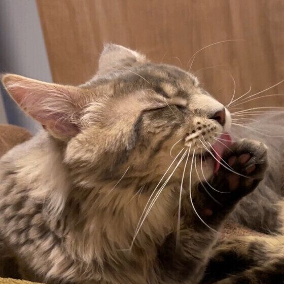 前足をなめるメインクーン