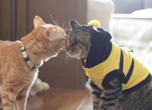 鼻をスンスンさせる猫