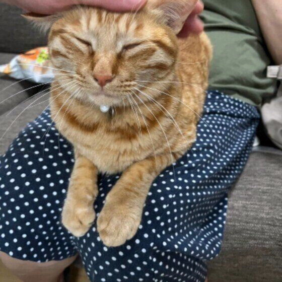 ひざにのるうるくん（MIX）