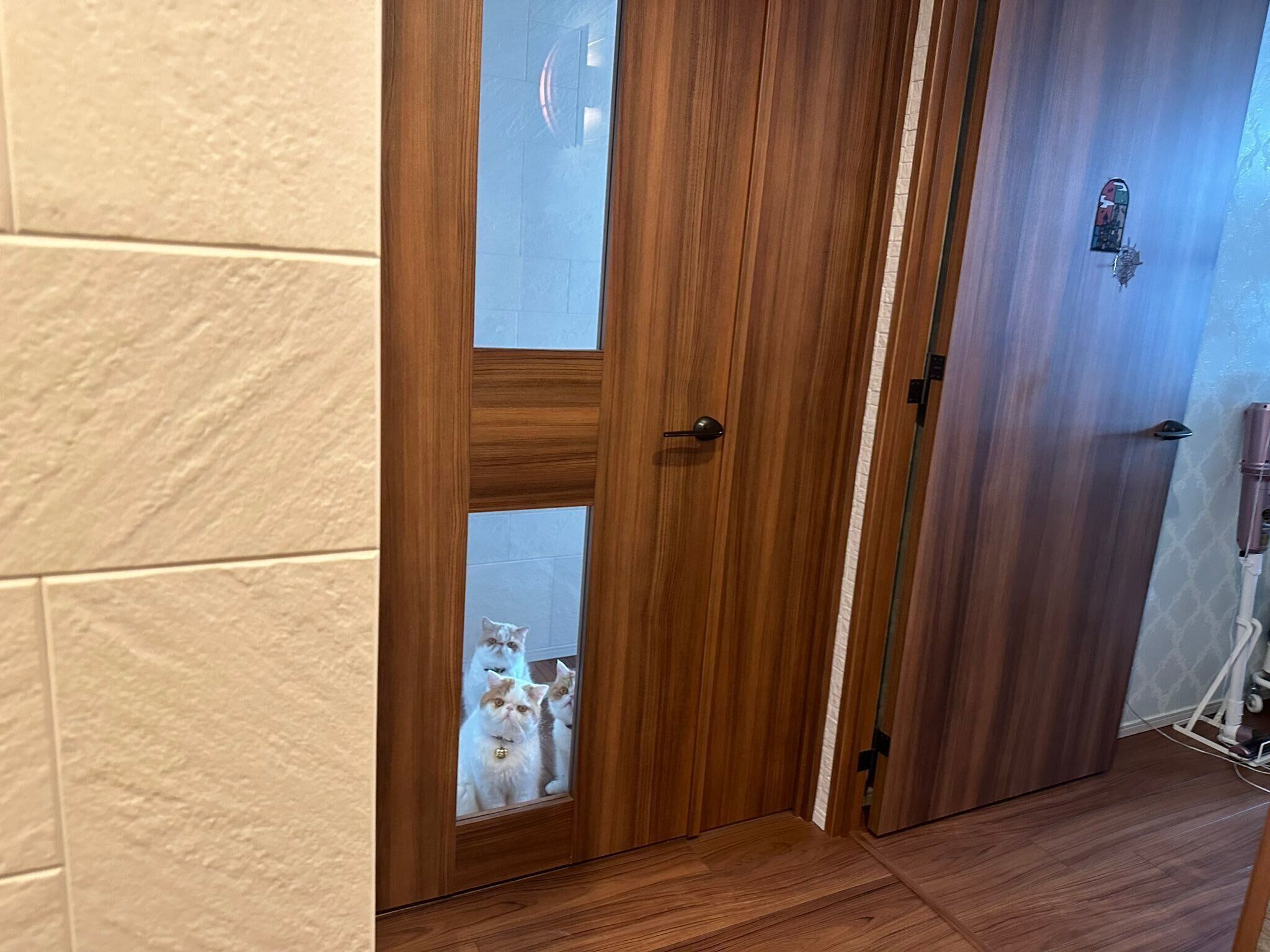 ドアの前で待つ愛猫たち