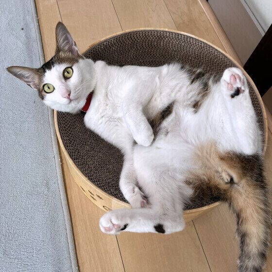 ヘソ天でこちらを見るキジトラ