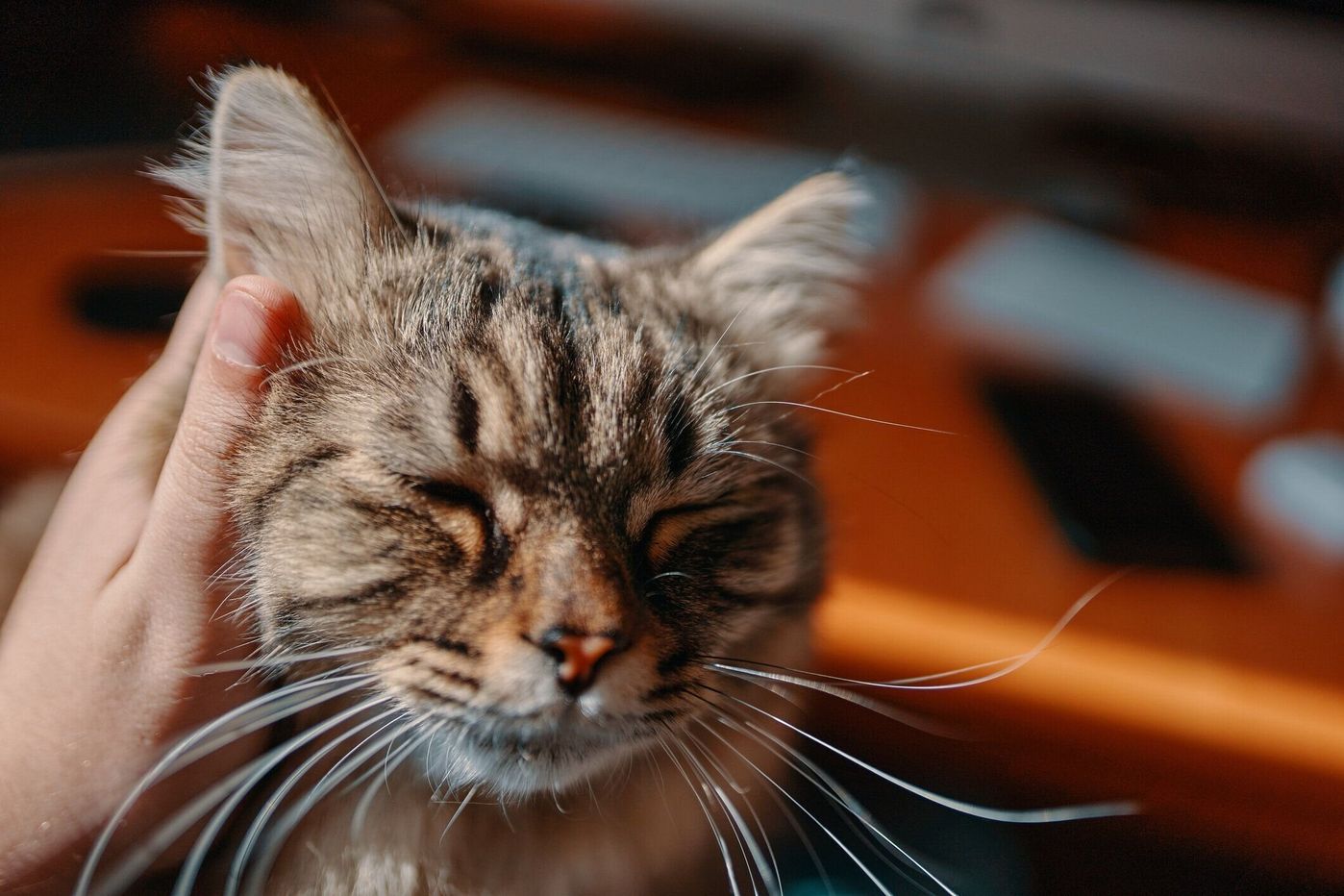 綿棒は実はng 猫の耳掃除 正しいお手入れ頻度とやり方のコツ ねこのきもちweb Magazine 綿棒は実はng 猫の耳掃除 正しいお手入れ頻度とやり方のコツ ねこのきもちweb Magazine