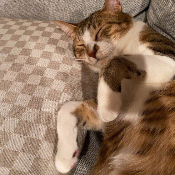 前足を曲げて眠るMIXの男の子