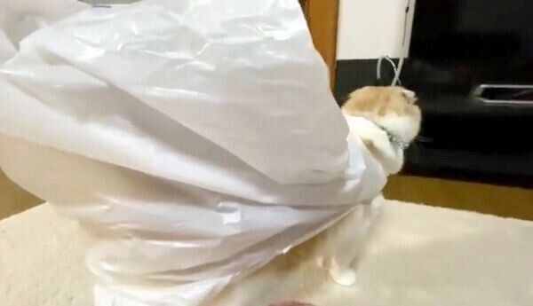 袋を体に引っ掛けるうなぎちゃん