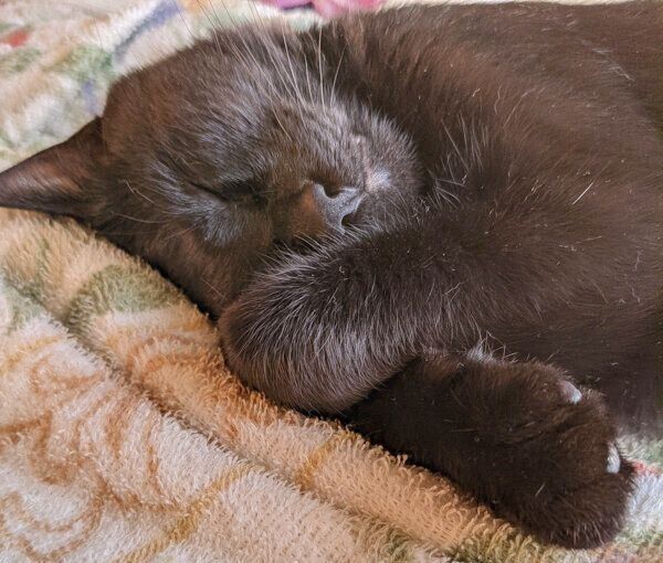 気持ちよさそうに眠るむーたん