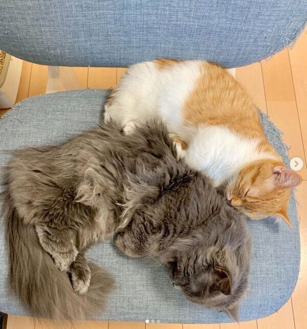 くっついて眠るウニちゃん、アオくん