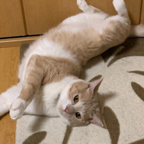 くねくねするMIX猫