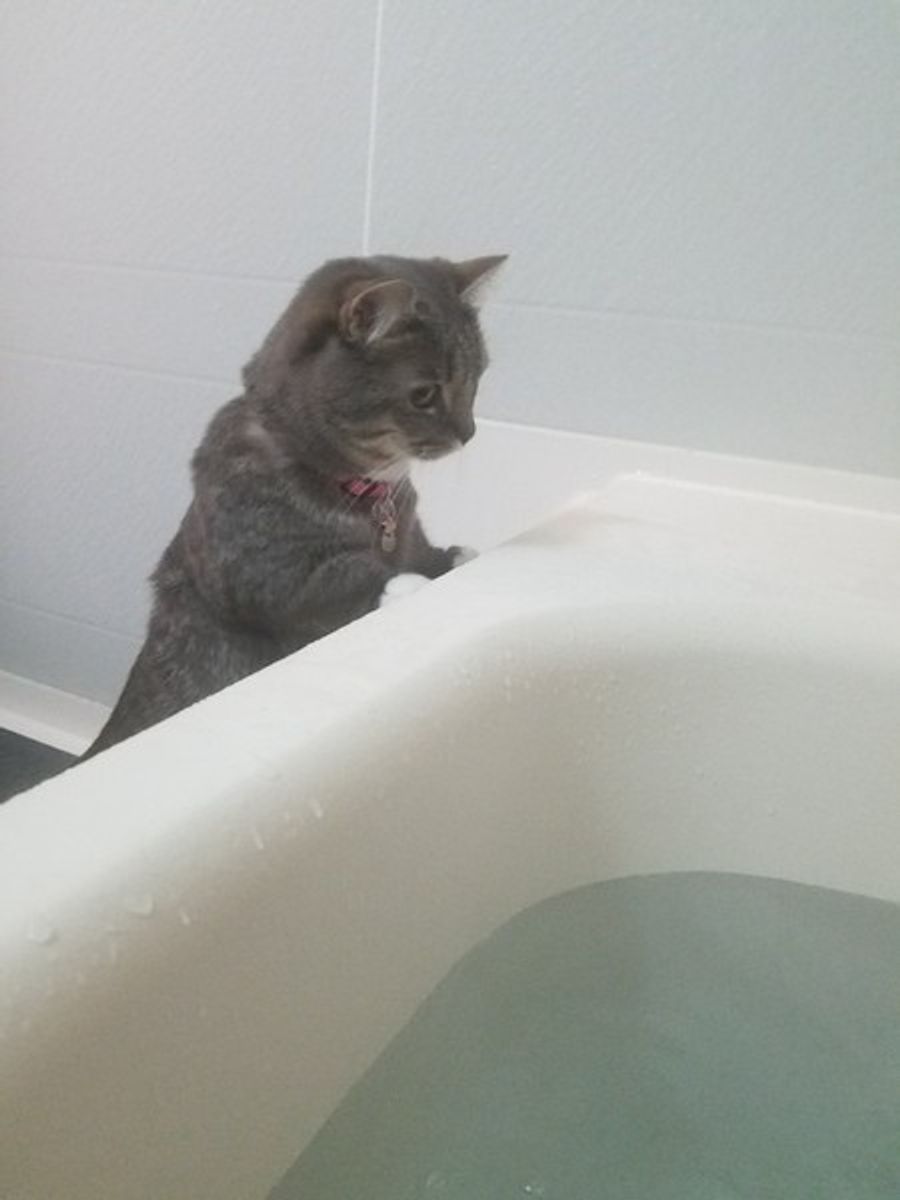 獣医師監修 子猫のお風呂はいつから 嫌がる時の対処法も ねこのきもちweb Magazine 獣医師監修 子猫のお風呂はいつから 嫌がる時の対処法も ねこのきもちweb Magazine