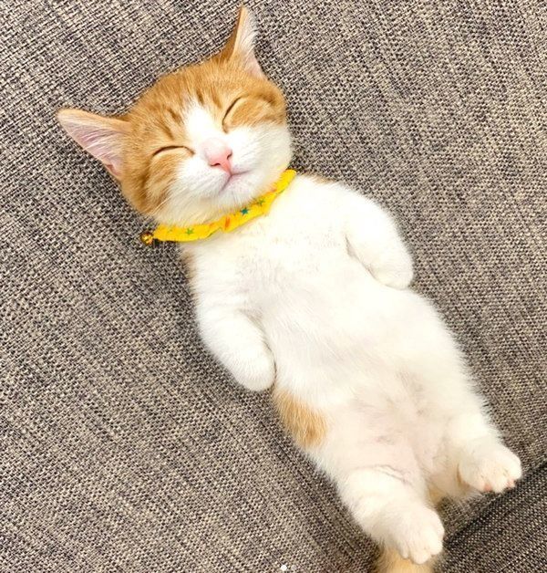 ヘソ天する茶太くん