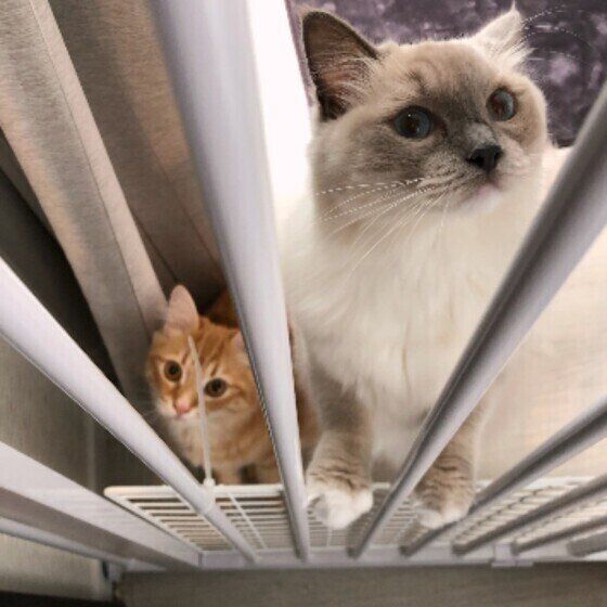 ラグドールのリラちゃんたち♪