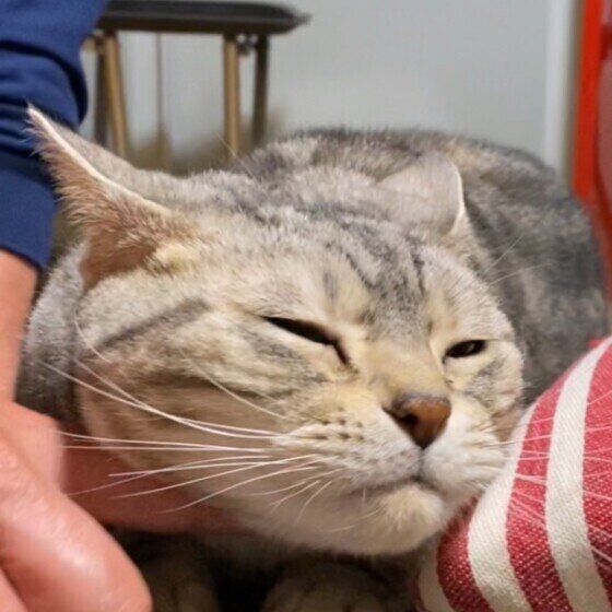 アメリカンショートヘアのリンちゃん♪