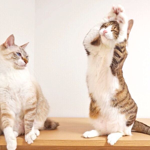 可愛いポーズをするほのちゃんと、見つめるぼのくん