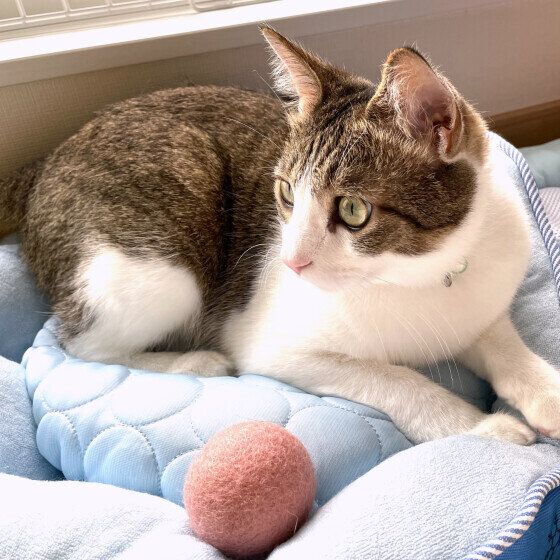 猫とボールのおもちゃ