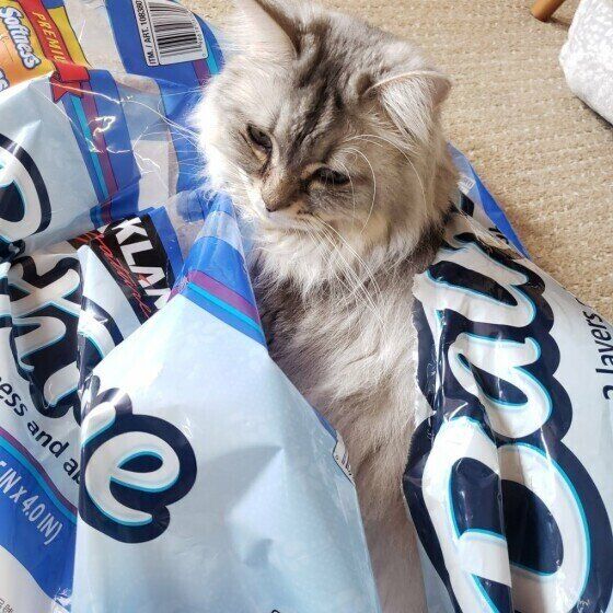 サイベリアンのさくらちゃん