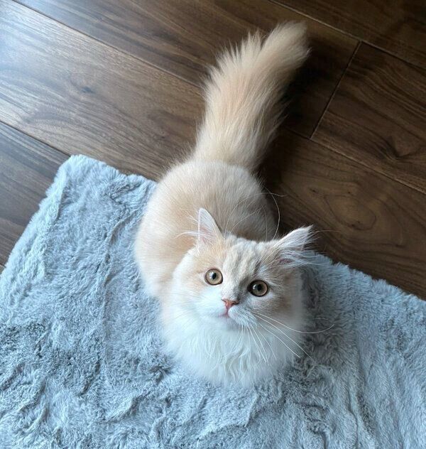 見つめるビジュちゃん