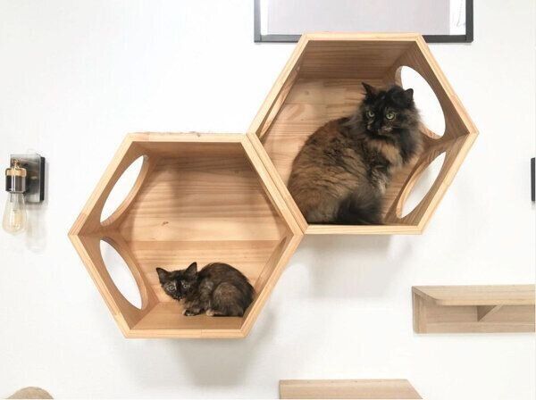 わらびちゃん、のりちゃん