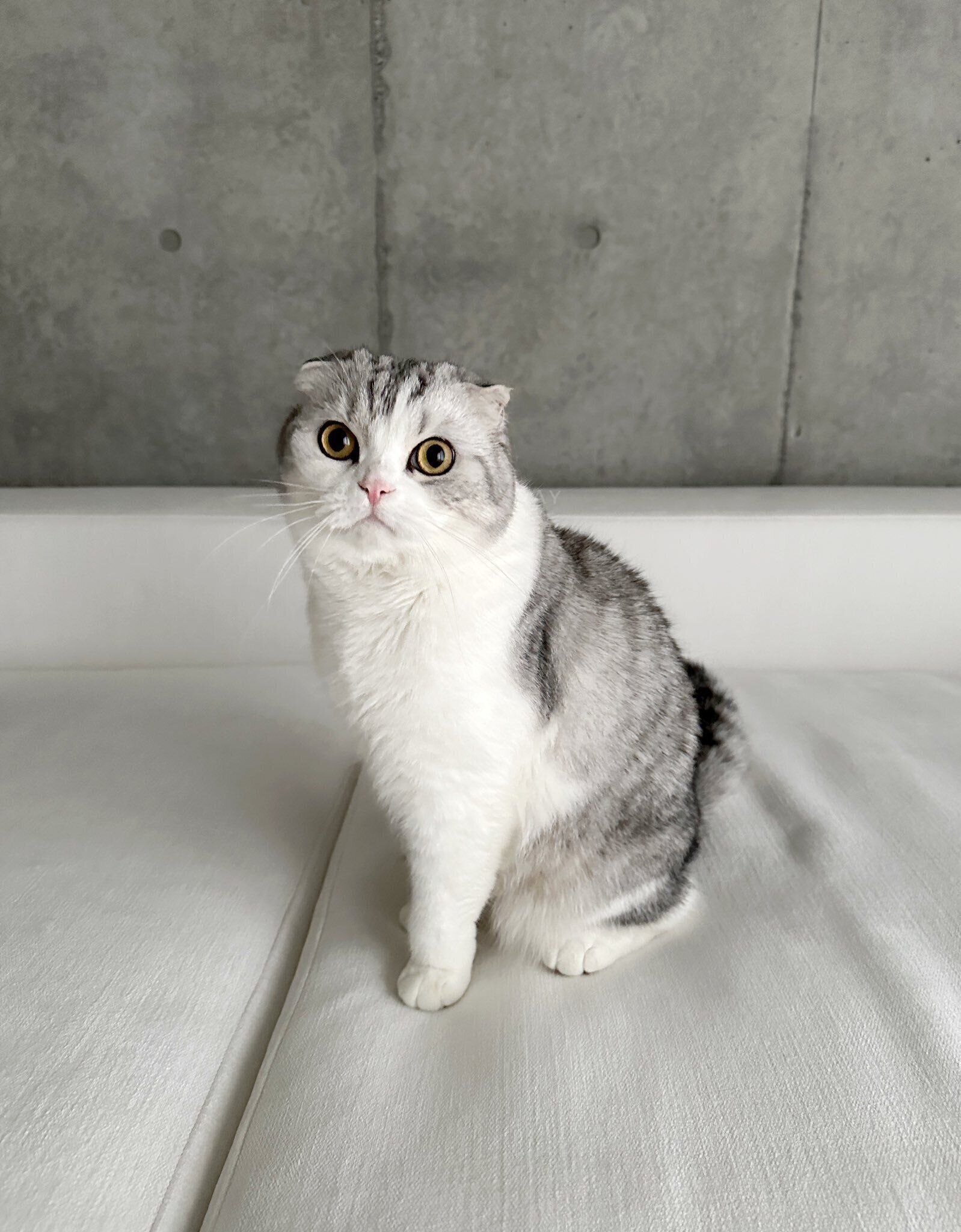 ふわふわなスコティッシュフォールド