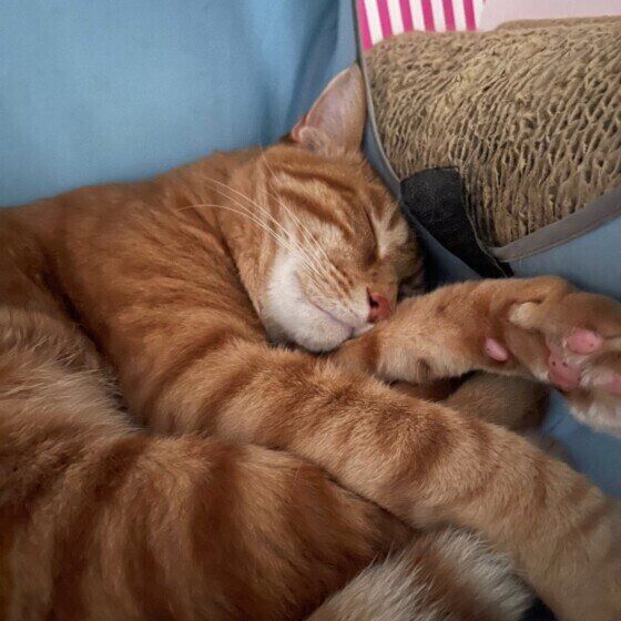 のどを鳴らしながら寝る茶トラ猫